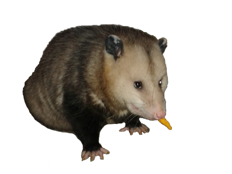 possum trot stuffed aardvark